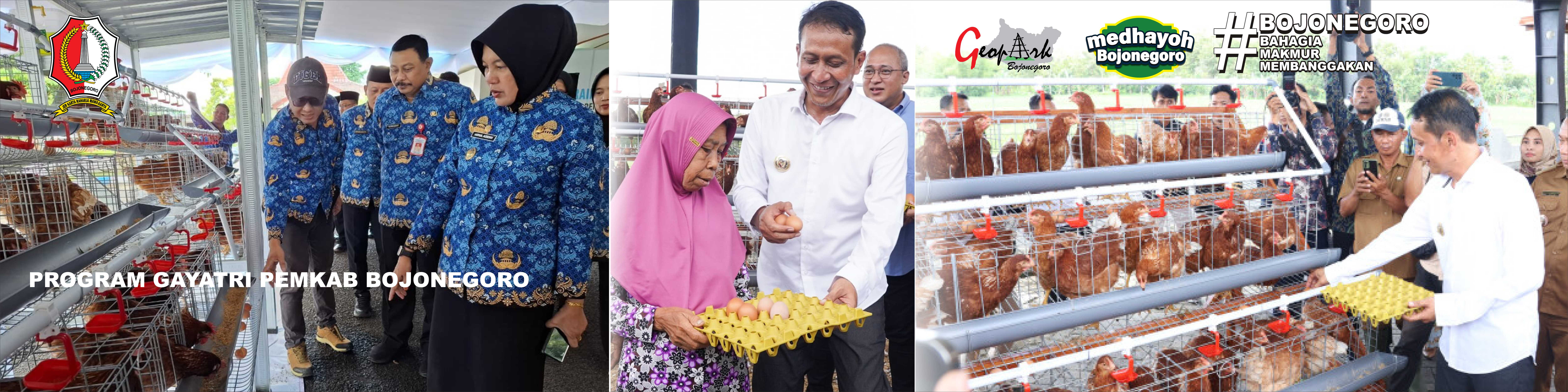 PROGRAM GAYATRI<BR>Program Gerakan Beternak Ayam Petelur Mandiri