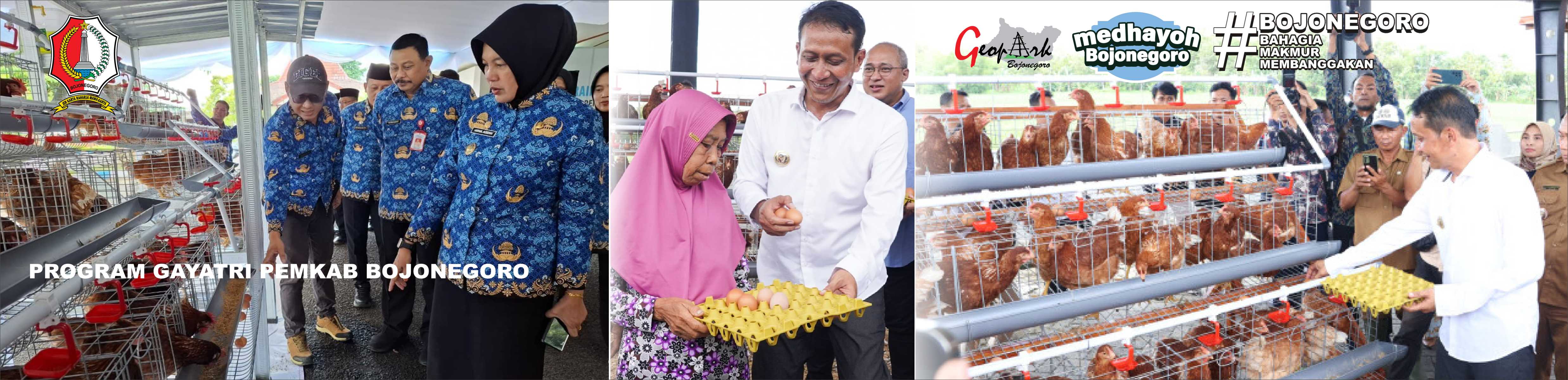 PROGRAM GAYATRI<BR>Program Gerakan Beternak Ayam Petelur Mandiri